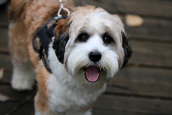 White fluffy dog on a leash in Juanita Bay